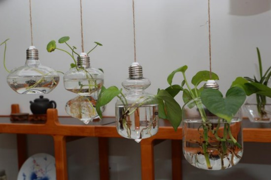 花瓶里面加什么延長鮮花壽命