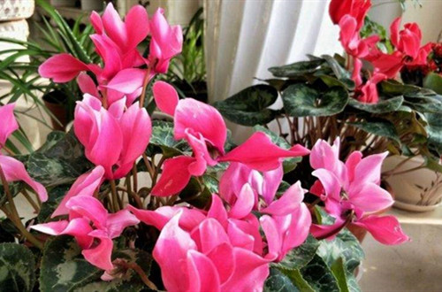 1642494029125902.jpg data-cke-saved-src=http___p8.itc.cn_images01_20210713_13a66bc0c75248879ccf2c60e73119c4.jpeg&refer=http___p8.itc_副本.jpg src=http___p8.itc.cn_images01_20210713_13a66bc0c75248879ccf2c60e73119c4.jpeg&refer=http___p8.itc_副本.jpg