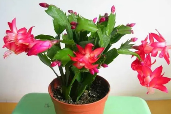 зצ�m�Ў׷N�ɫ�Ļ�