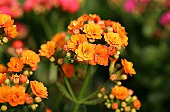 �L�ۻ������B(y��ng)ֳ�Ľ���